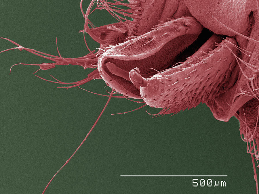 Nature Digital Art - Coloured Sem Of Louse Fly (hippoboscidae) Mouthparts #1 by Gregory S. Paulson
