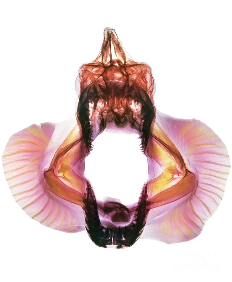 Coloured X-ray Of Skull Of A Mako Shark #1 Photograph by D. Roberts/science Photo Library