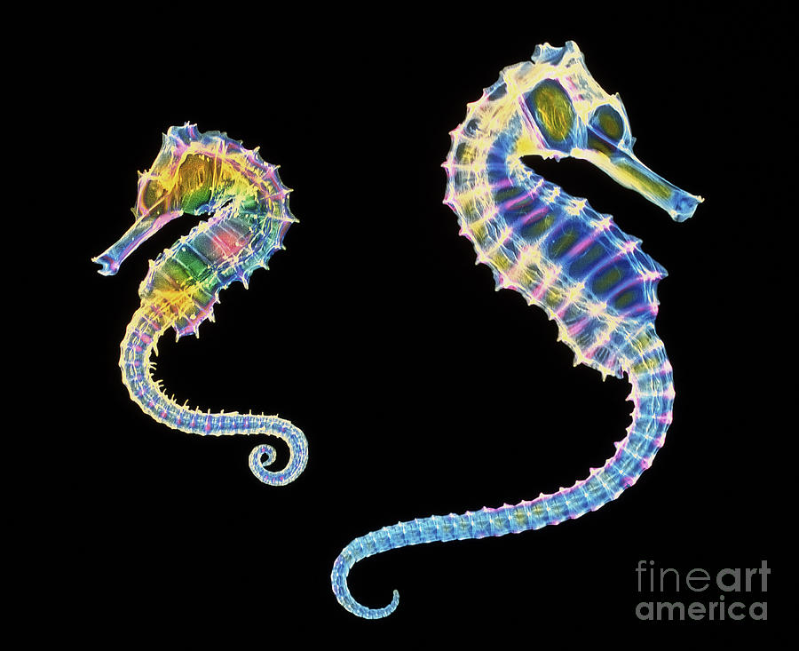Coloured X-ray Of Two Seahorses #1 Photograph by D. Roberts/science Photo Library