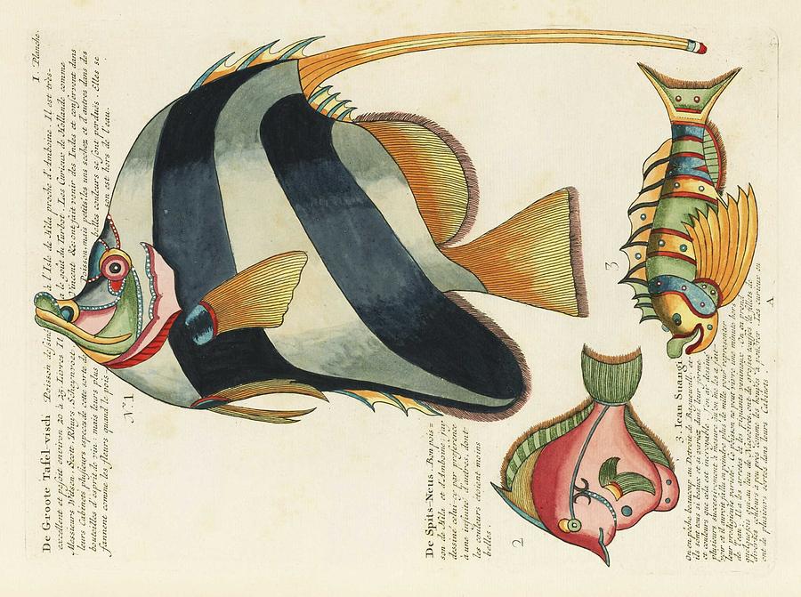 Colourful And Surreal Illustrations Of Fishes Found In Moluccas  Indonesia  And The East Indies By L Painting