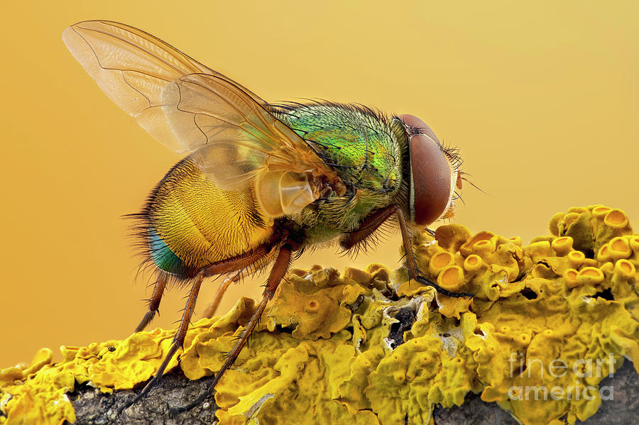 Colourful Blow Fly #1 Photograph by Ozgur Kerem Bulur/science Photo Library