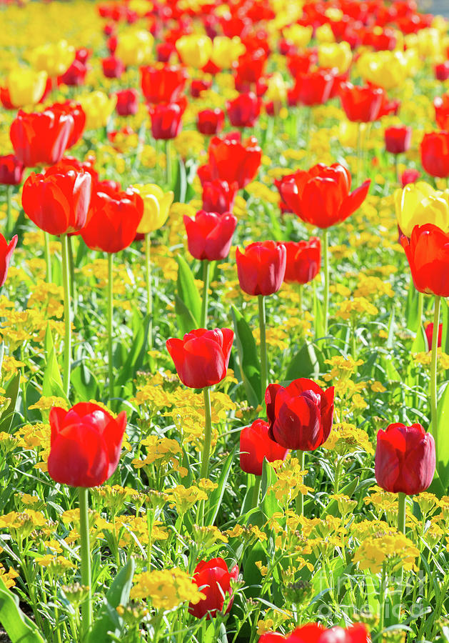 Colourful springtime, Beautiful red tulip and wallflower bed #1 Photograph by Ulrich Wende