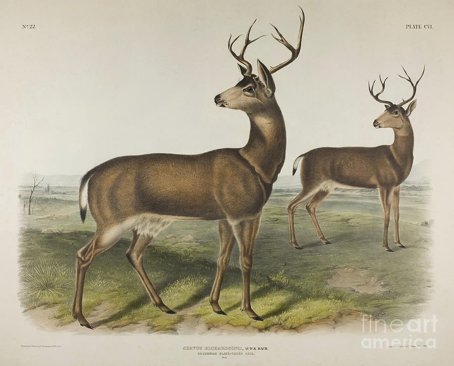 Columbian Black Tailed Deer Painting by John James Audubon