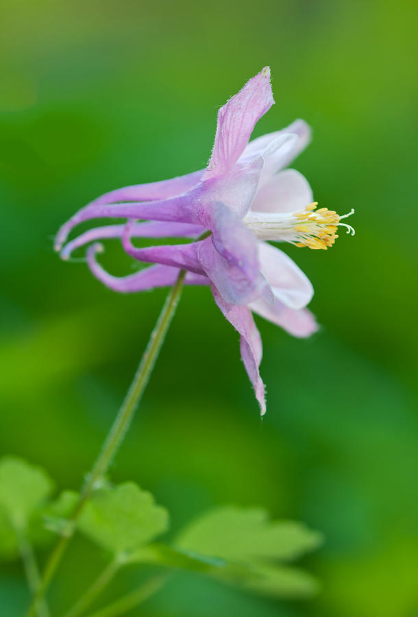 Columbine Flower #1 Photograph by Michael Lustbader