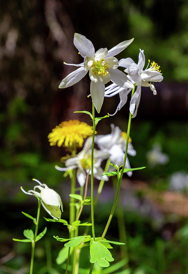 Columbine by Michael Chatt Columbine by Michael Chatt