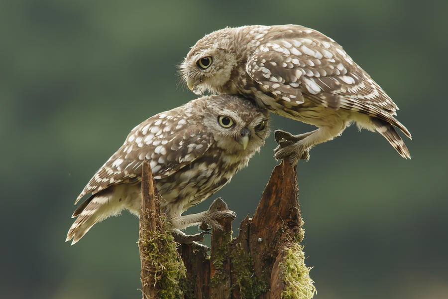 Owl Photograph - Comforting Little Owls by Prashant Meswani