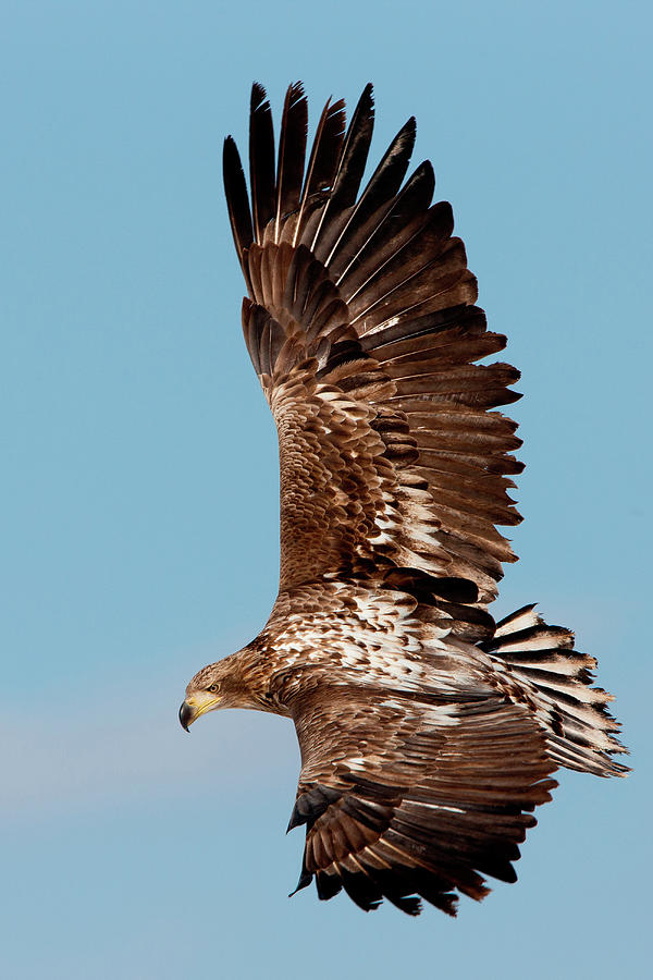 Nature Photograph - Common Buzzard In Flight, Hokkaido #1 by Mint Images/ Art Wolfe