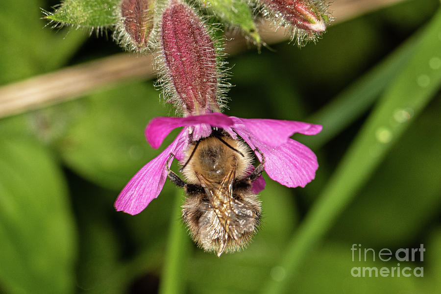 Common Carder Bee by Brian Roscorla Common Carder Bee by Brian Roscorla