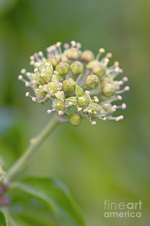 Nature Photograph - Common Ivy (hedera Helix) #1 by Geoff Kidd/science Photo Library