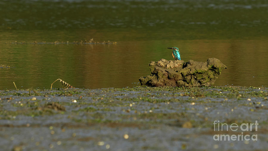 Common Kingfisher Alcedo Atthis O Seixo #1 Photograph by Pablo Avanzini