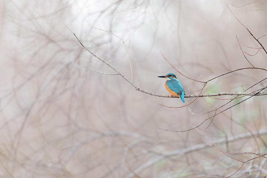 Common Kingfisher, Italy #1 Digital Art by Alessandro La Porta