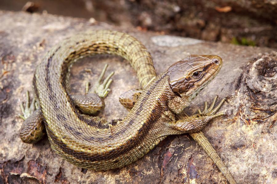 Nature Photograph - Common Lizard #1 by Heath Mcdonald/science Photo Library
