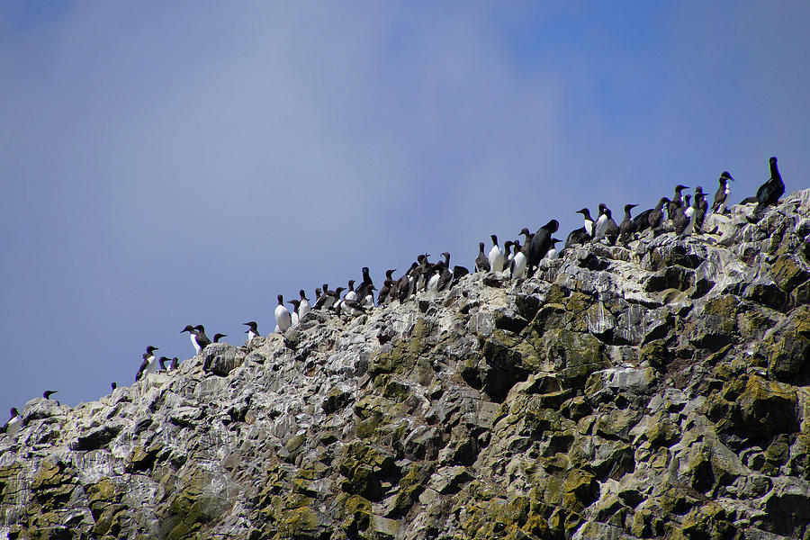 Common Murres and pelagic cormorant #1 Photograph by Steve Estvanik