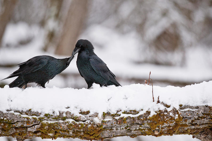 Common Ravens #1 Photograph by William Mullins