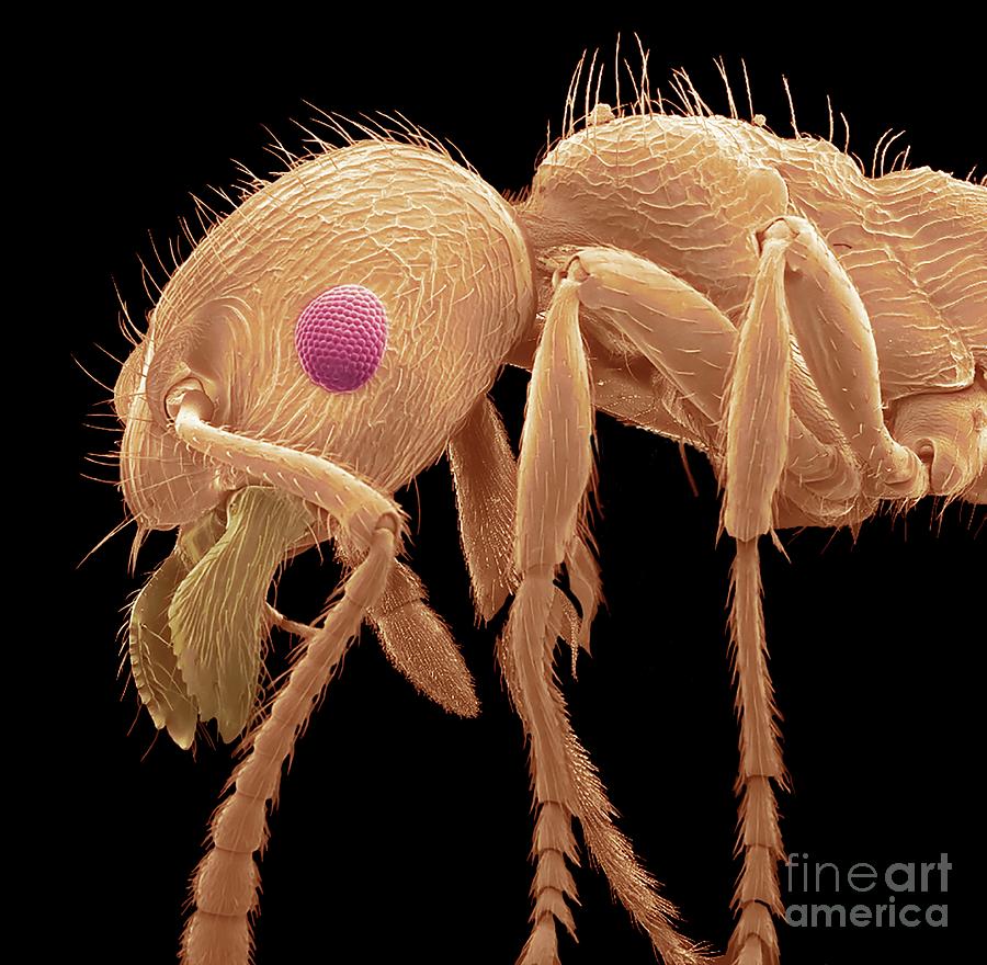 Common Red Ant Photograph by Steve Gschmeissner/science Photo Library ...