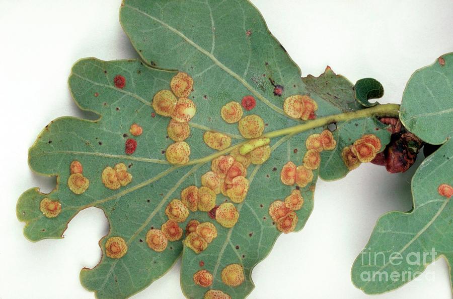 Common Spangle Galls #1 Photograph by Geoff Kidd/science Photo Library
