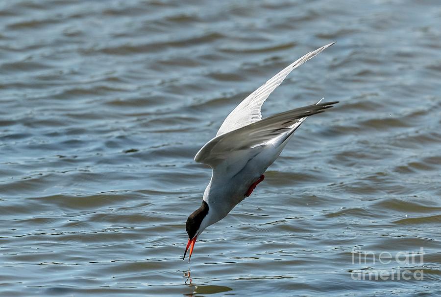 Common Tern #1 Photograph by Bob Gibbons/science Photo Library