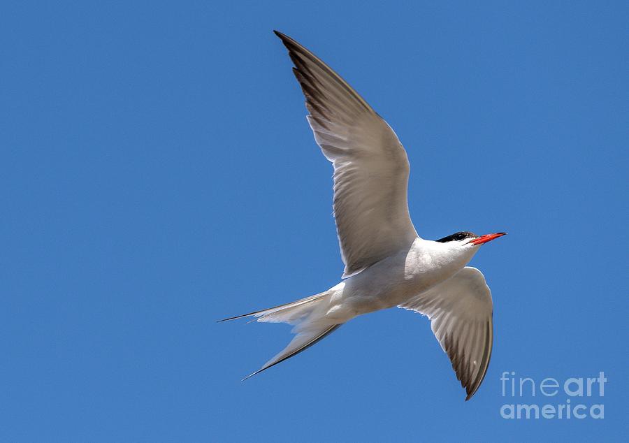Common Tern In Flight #1 Photograph by Bob Gibbons/science Photo Library