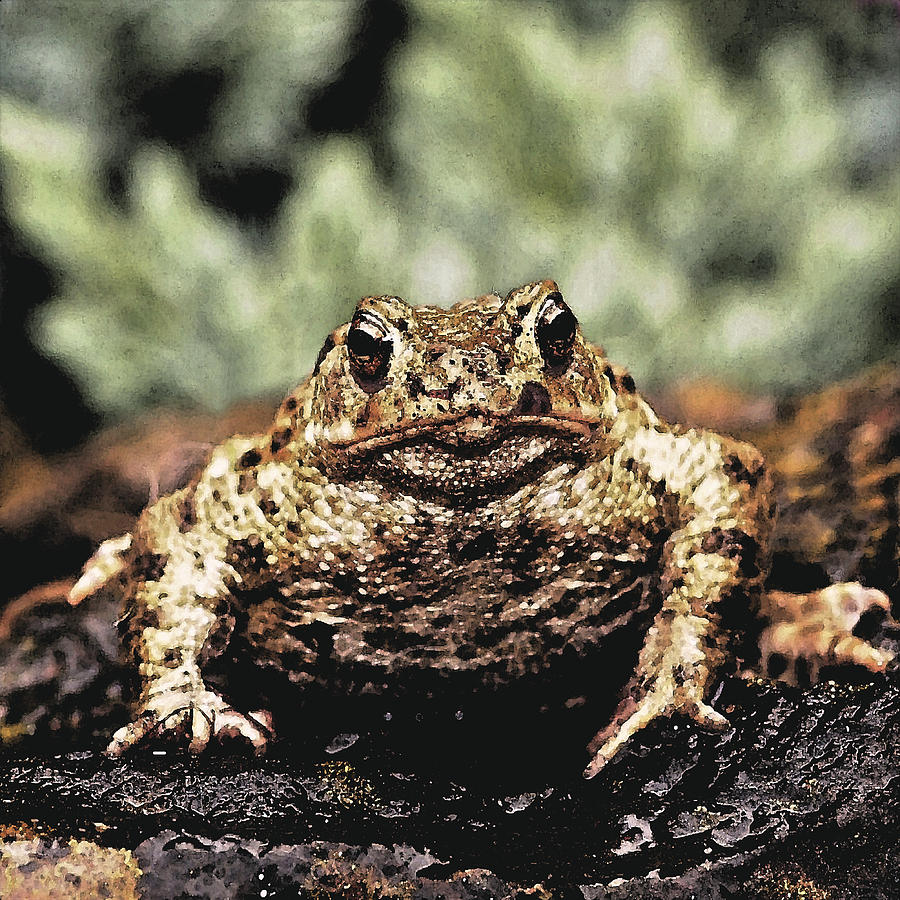 Common toad Bufo Bufo Photograph by David Cole - Fine Art America