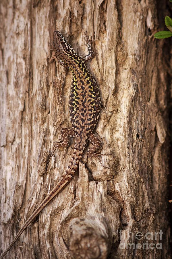Common Wall Lizard #1 Photograph by Science Photo Library Common Wall Lizard #1 Photograph by Science Photo Library
