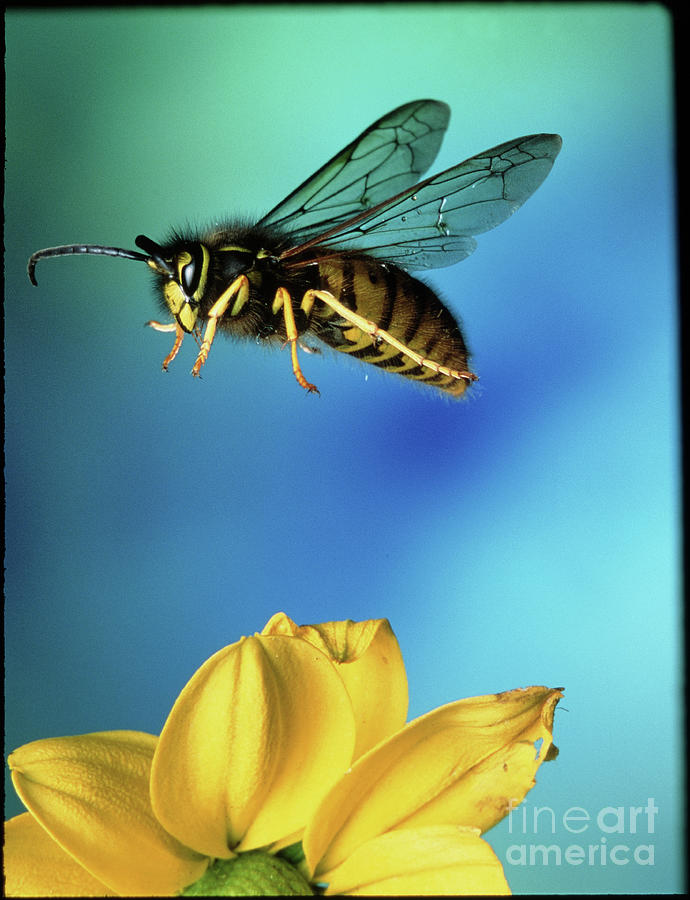 Common Wasp Photograph By Dr John Brackenbury Science Photo Library Fine Art America