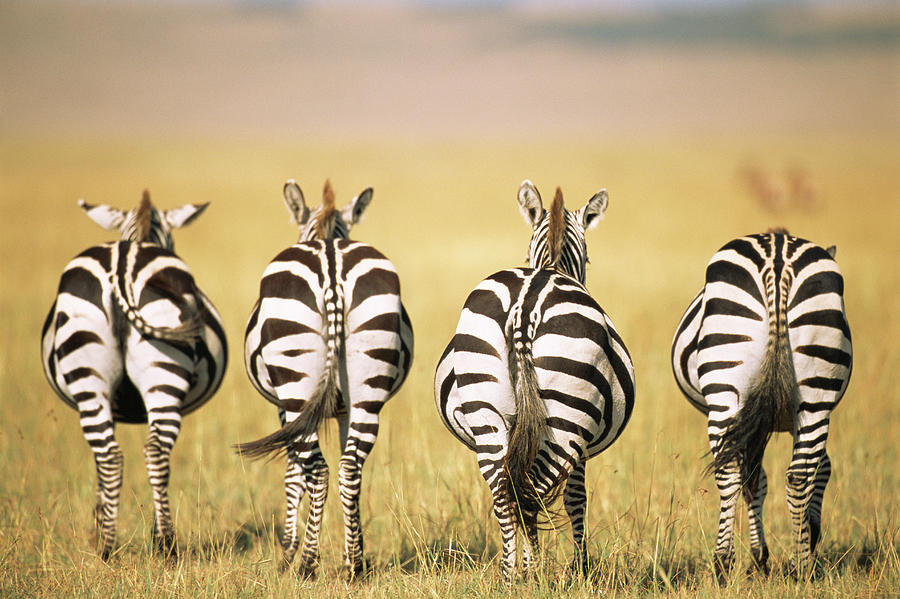 Common Zebra Behinds #1 Photograph by James Warwick