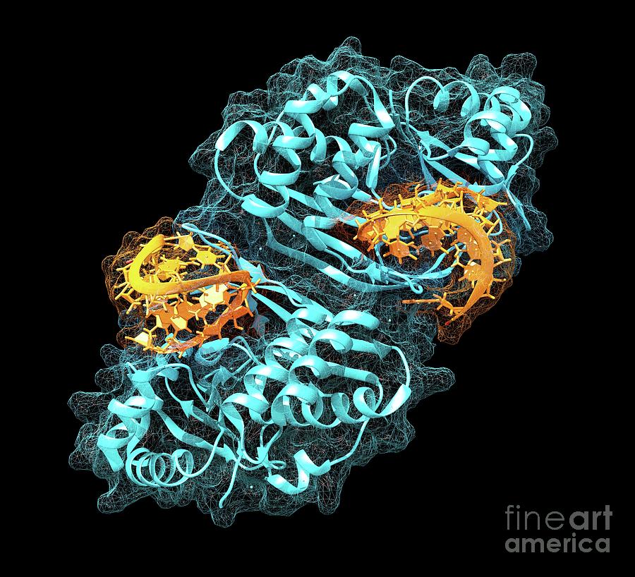 Complex From Crispr-cas Gene Editing System #1 Photograph by Carlos Clarivan/science Photo Library