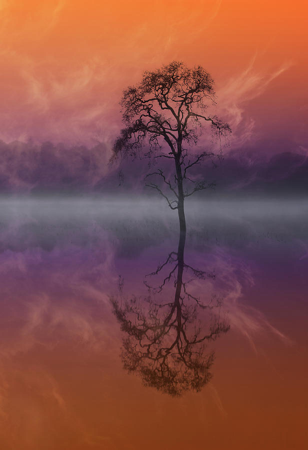 Composited Image Of Tree And Reflection #1 Photograph by Diane Miller