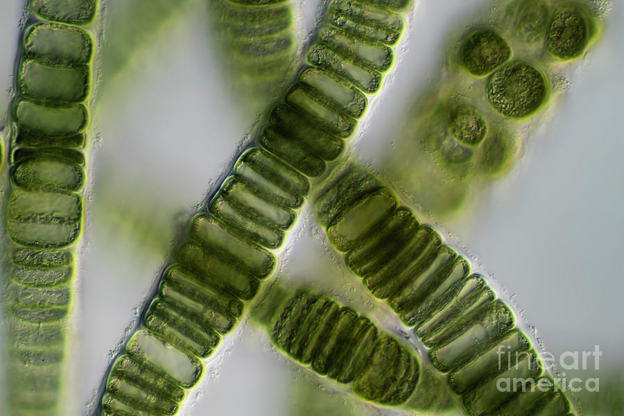 Compsopogon Sp Photograph by Frank Fox/science Photo Library - Fine Art ...