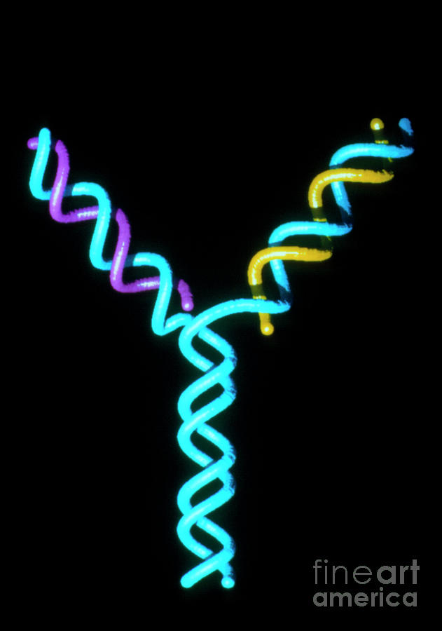 Computer Graphic Photograph - Computer Graphics Of Dna Replication #1 by Clive Freeman, The Royal Institution/science Photo Library