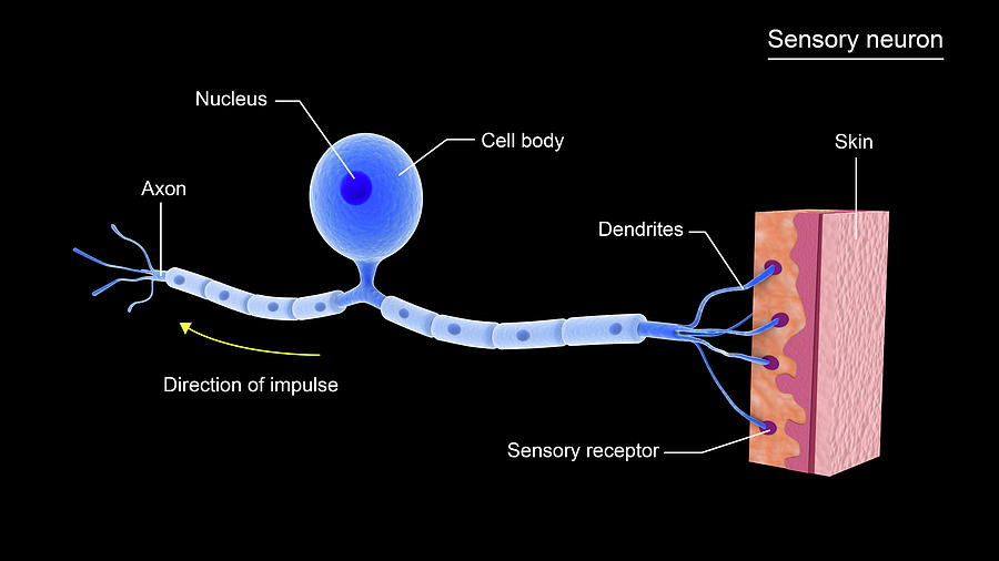 Conceptual Image Of A Sensory Neuron #1 Photograph by Stocktrek Images