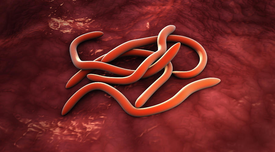 Conceptual Image Of Fusobacteria #1 Photograph by Stocktrek Images