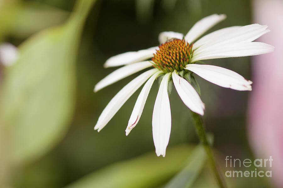 Coneflower (echinacea Sp. pretty Parasols) Blooming #1 Photograph by Maria Mosolova/science Photo Library Coneflower (echinacea Sp. pretty Parasols) Blooming #1 Photograph by Maria Mosolova/science Photo Library
