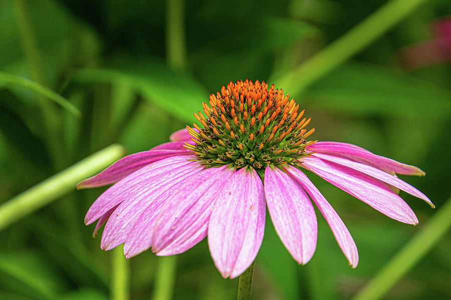 Atlanta Photograph - Coneflower 1 by Randy Bayne Atlanta Photograph - Coneflower 1 by Randy Bayne