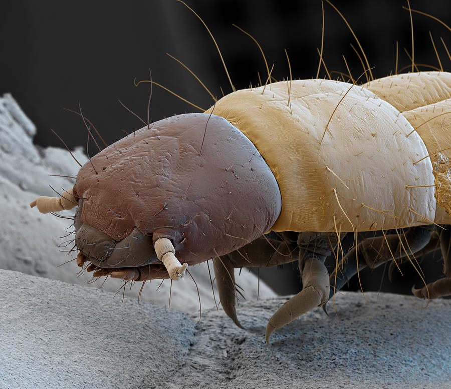 Confused Flour Beetle, Larva, Sem #1 Photograph By Meckes Ottawa - Fine 