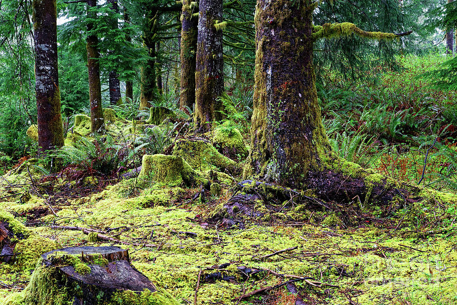 Forest Understory Yellow Green Moss Photograph by Robert C Paulson Jr
