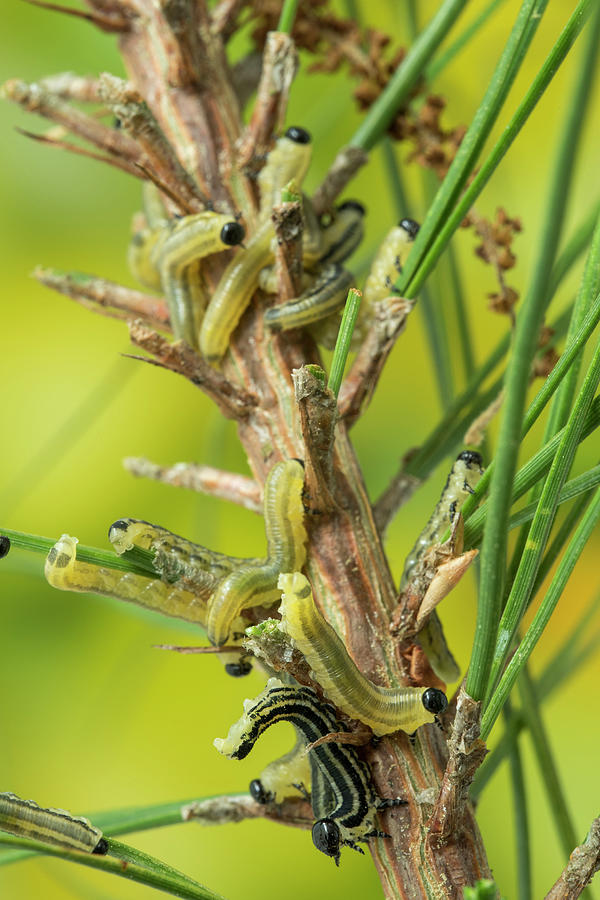 Conifer Sawfly Larvae On Conifer Branch, Alabama, Usa. #1 Photograph by ...