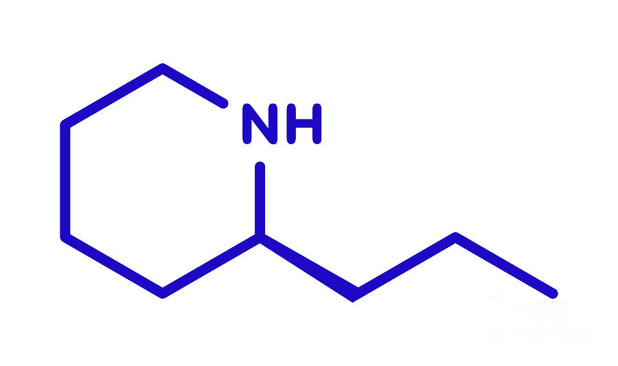 Coniine Photograph - Coniine Herbal Toxin Molecule #1 by Molekuul/science Photo Library