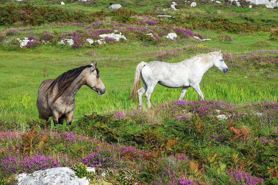 Connemara Ponies, Equus Ferus Caballus, Connemara, County Galway, Ireland, Europe Photograph by Konrad Wothe