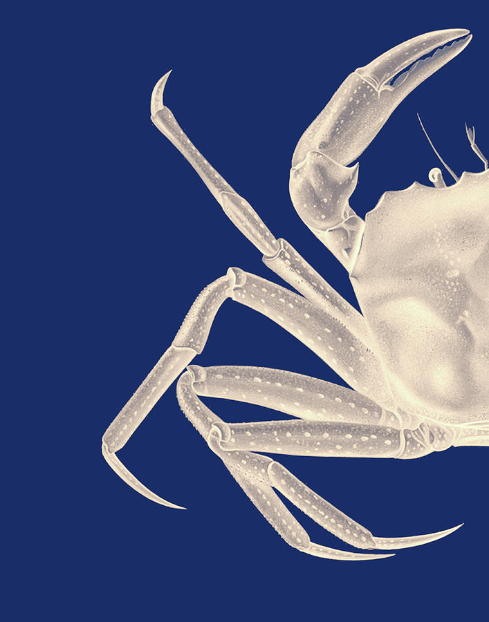 Contrasting Crab In Navy Blue A #1 Painting by Fab Funky Contrasting Crab In Navy Blue A #1 Painting by Fab Funky