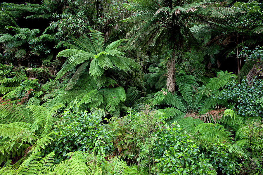 Cool Temperate Rainforest, Errinundra National Park, Victoria ...