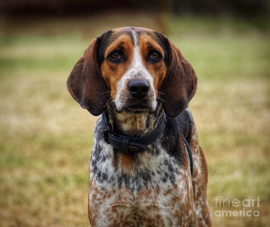Coonhound by Paul Wilford Coonhound by Paul Wilford