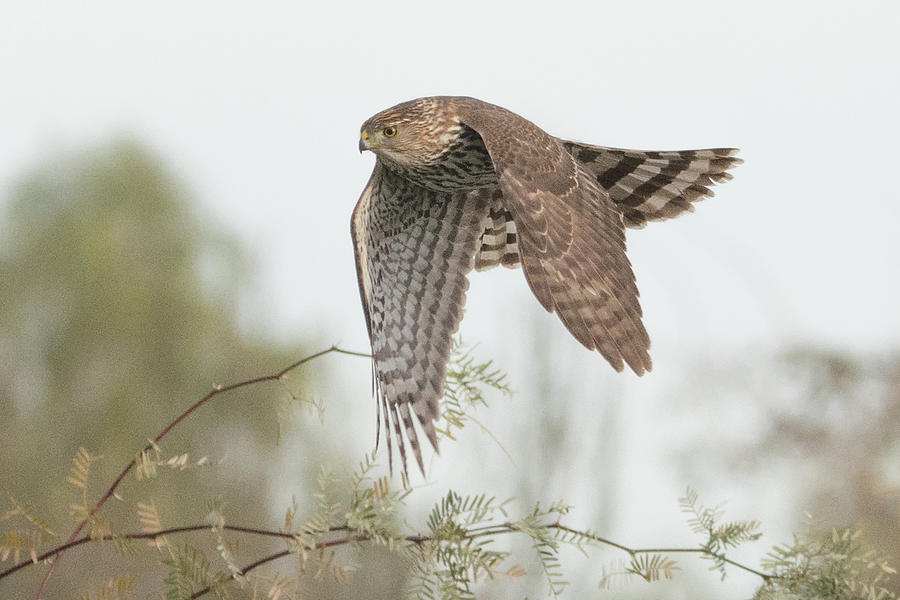 Coopers Hawk 5042-121418-1 #1 Photograph by Tam Ryan