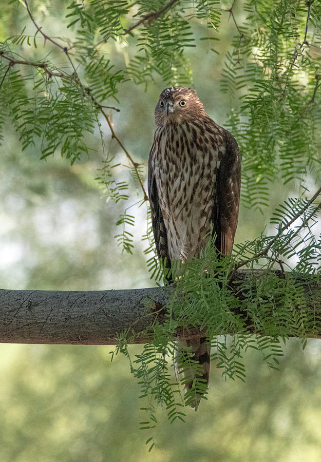 Coopers Hawk 7273-092719 #1 Photograph by Tam Ryan