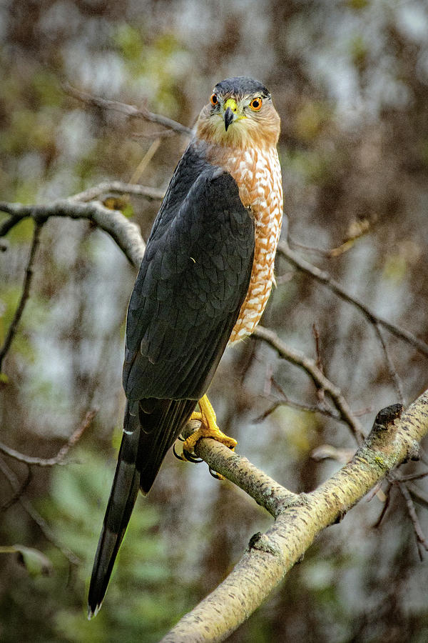 Coopers Hawk #1 Photograph by Ira Marcus
