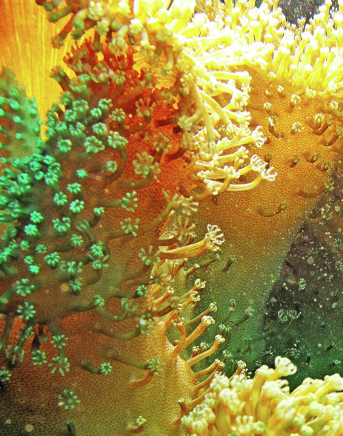 Nature Photograph - Coral Closeup #1 by Susan Burger