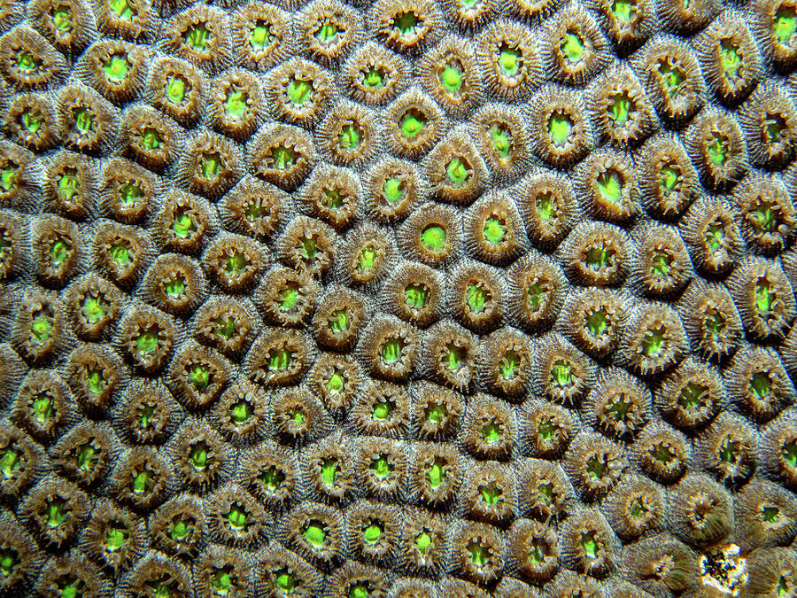 Coral Pattern #2 Photograph by Jean Noren