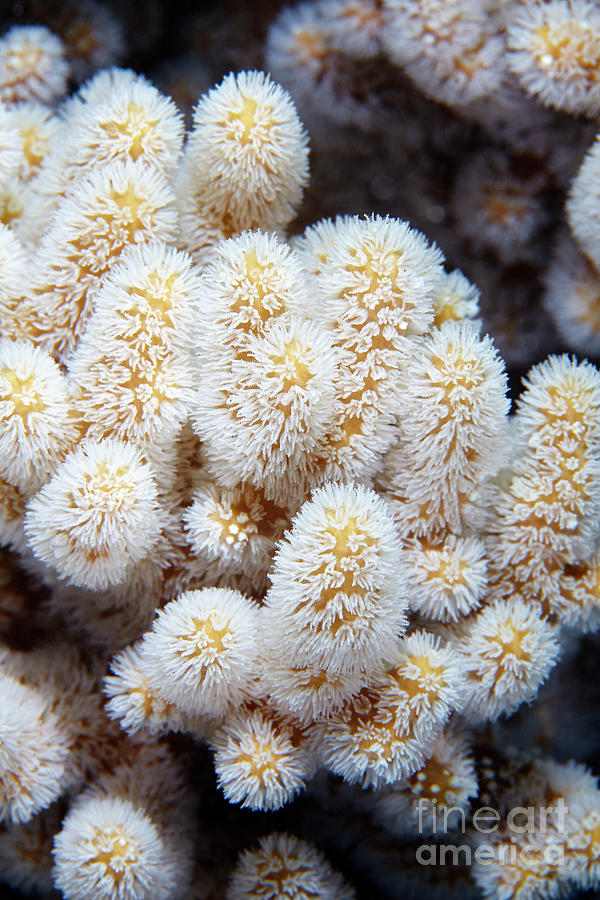 Coral Polyps #1 Photograph by Alexander Semenov/science Photo Library