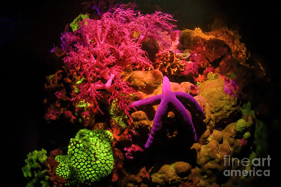 Coral Reef And Starfish Fluorescing At Night #1 Photograph by Louise Murray/science Photo Library