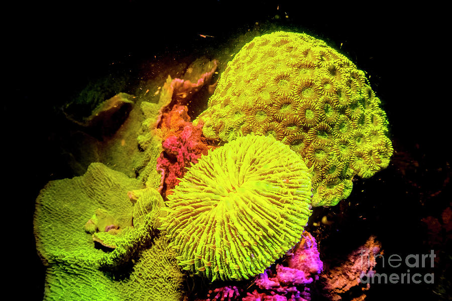 Coral Reef Fluorescing At Night #1 Photograph by Louise Murray/science Photo Library